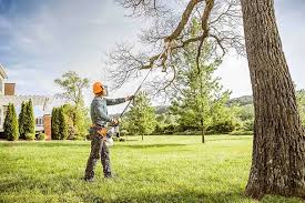 Tree and Shrub Care in Grifton, NC